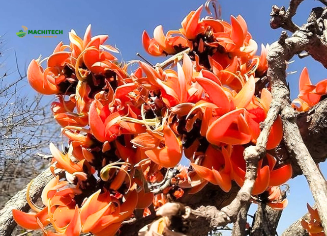 Vẻ đẹp độc lạ của hoa Mlah giữa đại ngàn Tây Nguyên