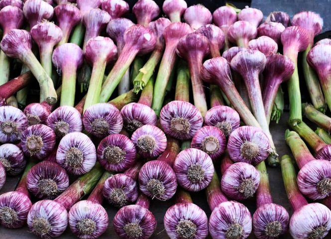 Về Hòa Bình tìm hiểu đặc sản tỏi tía Noong Luông