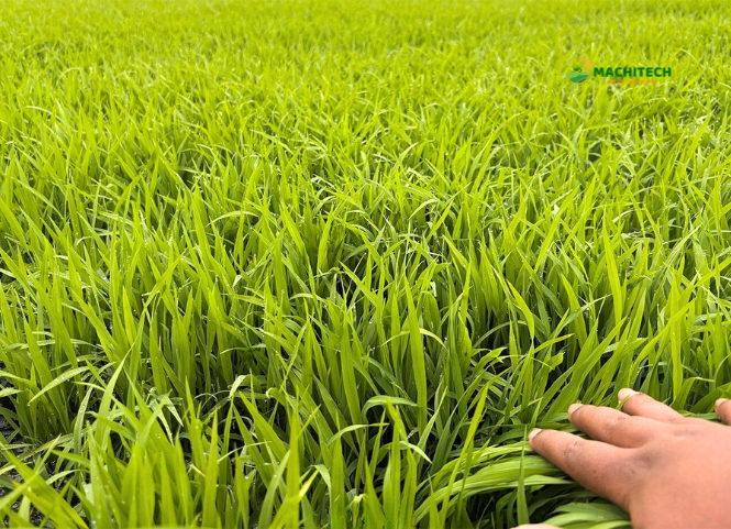 Bí quyết gieo và chăm sóc mạ cấy phòng chống rét đậm rét hại 3