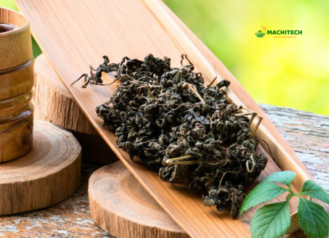 Giảo cổ lam đặc sản núi rừng Tây Bắc 2