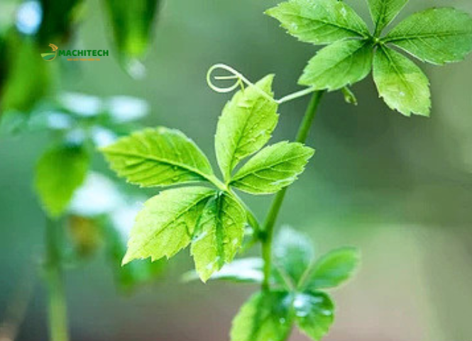 Giảo cổ lam đặc sản núi rừng Tây Bắc 3