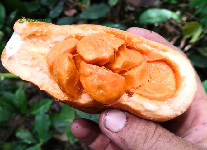 Khám phá trái gùi rừng đặc sản Tây Nguyên 2