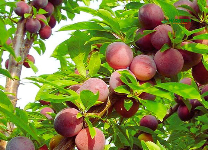 Mùa mận Mộc Châu và nét đặc sắc của đặc sản Sơn La 3