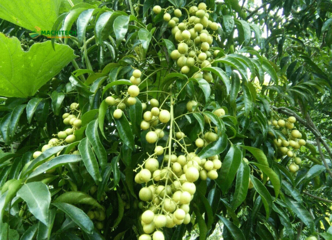 Quả mắc mật đặc sản Lạng Sơn 3