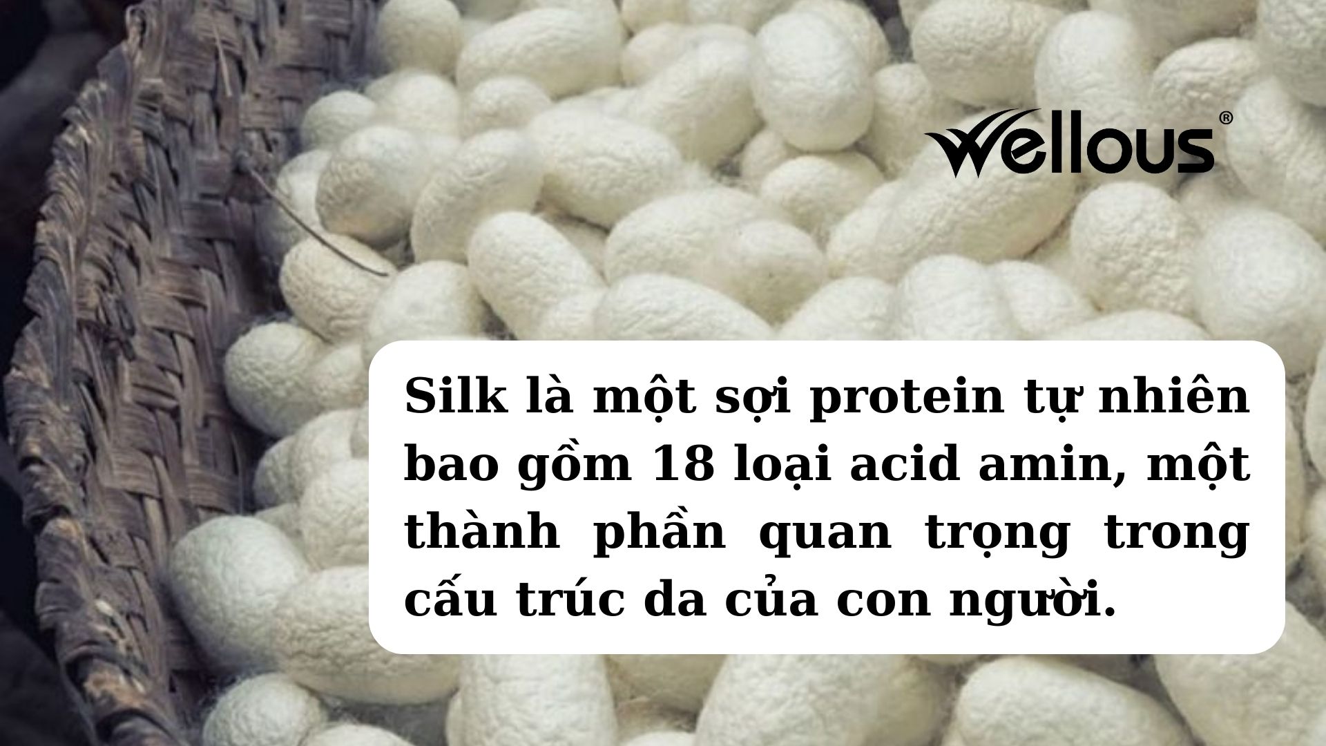 Silk là một sợi protein tự nhiên bao gồm 18 loại acid amin, một thành phần quan trọng trong cấu trúc da của con người.