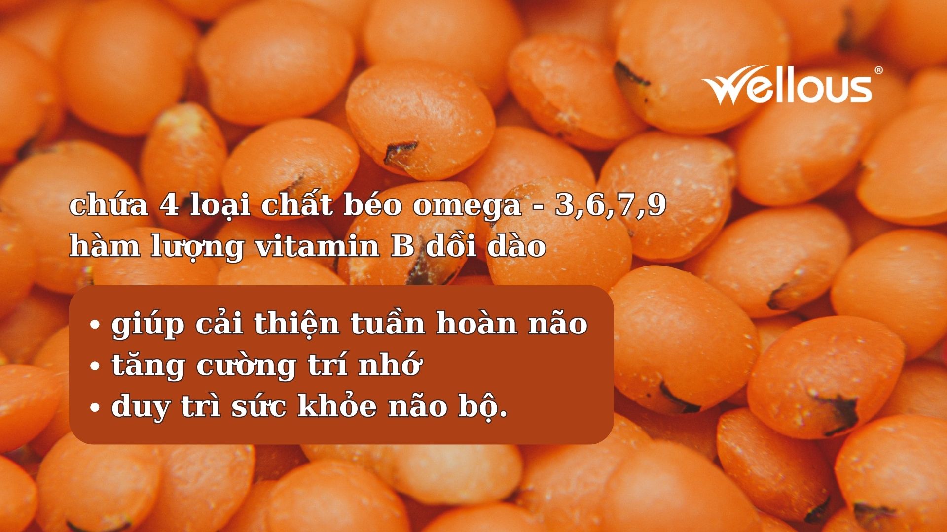 Hắc mai biển là trái cây duy nhất trên thế giới có chứa 4 loại chất béo omega - 3,6,7,9 cùng hàm lượng vitamin B dồi dào