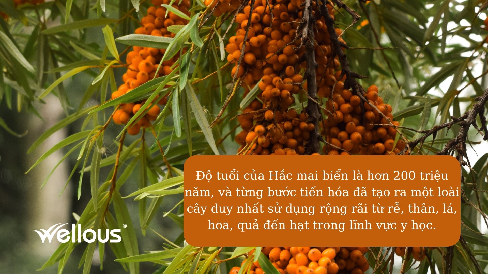 Độ tuổi của Hắc mai biển là hơn 200 triệu năm, và từng bước tiến hóa đã tạo ra một loài cây duy nhất sử dụng rộng rãi từ rễ, thân, lá, hoa, quả đến hạt trong lĩnh vực y học. 