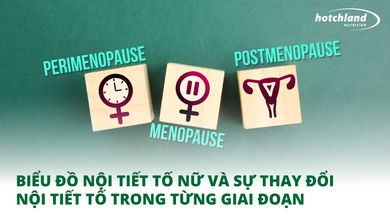 Biểu Đồ Nội Tiết Tố Nữ Và Sự Thay Đổi Nội Tiết Tố Trong Từng Giai Đoạn