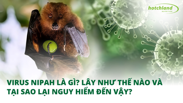 Virus Nipah Là Gì? Lây Như Thế Nào Và Tại Sao Lại Nguy Hiểm Đến Vậy?