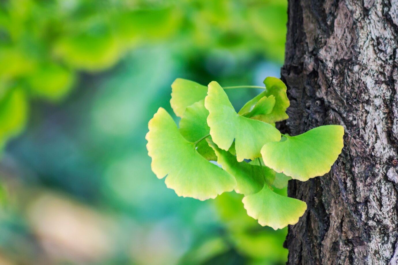 Thần dược từ lá Ginkgo Biloba