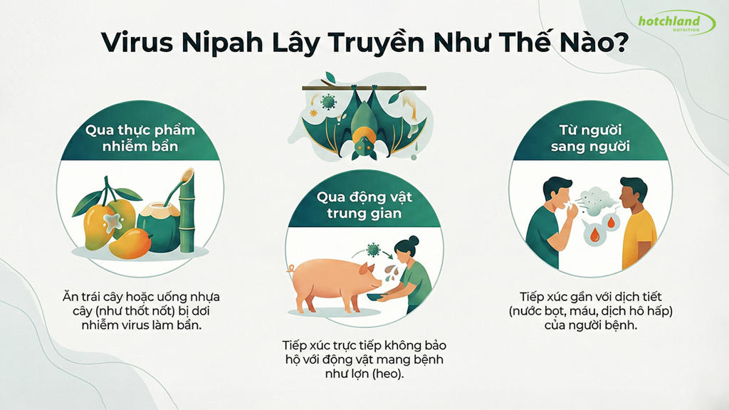 Cách phòng tránh và ngăn chặn lây nhiễm Virus Nipah Các đường lây nhiễm Virus Nipah
