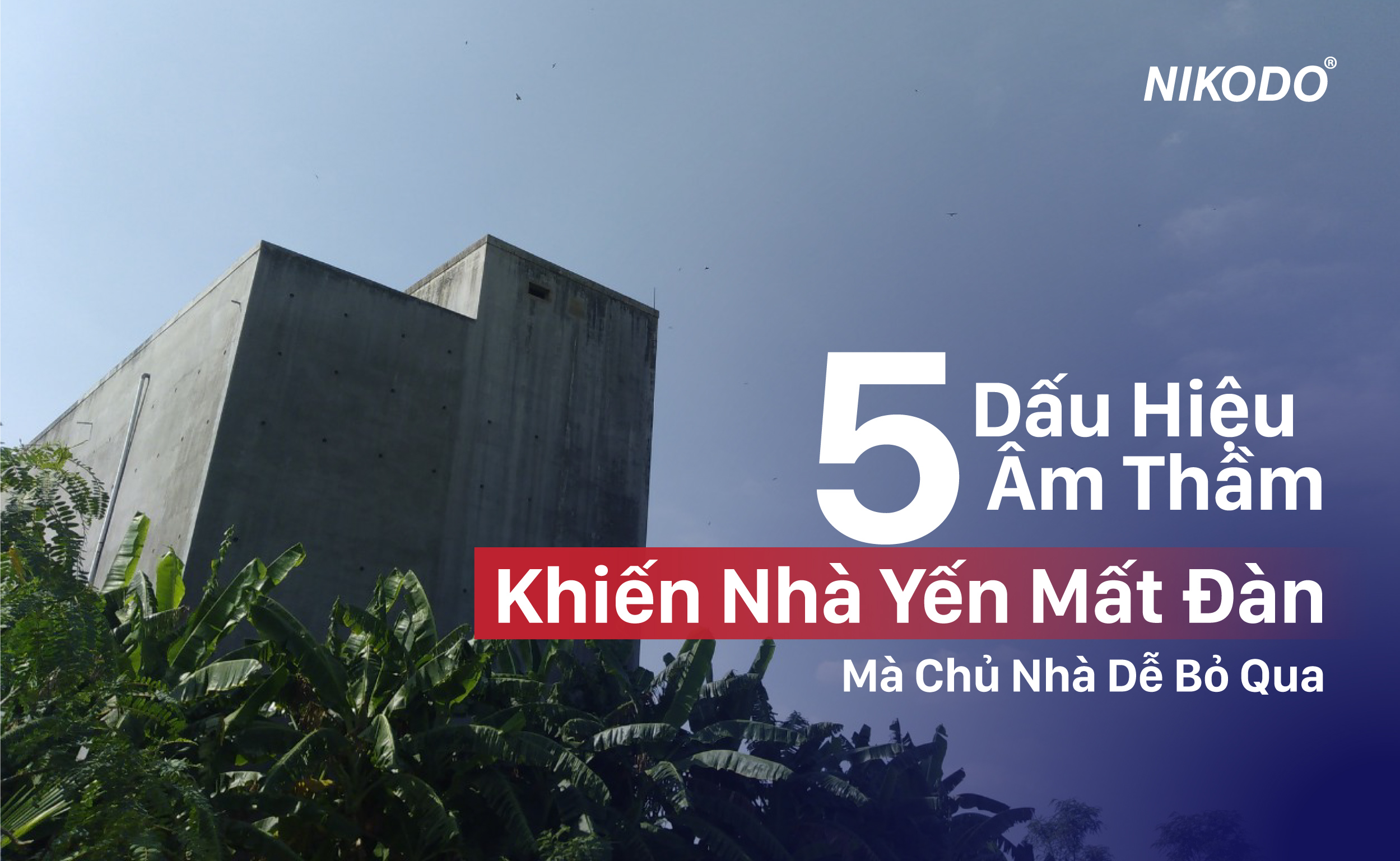 5 Dấu Hiệu Âm Thầm Khiến Nhà Yến Mất Đàn Mà Chủ Nhà Dễ Bỏ Qua
