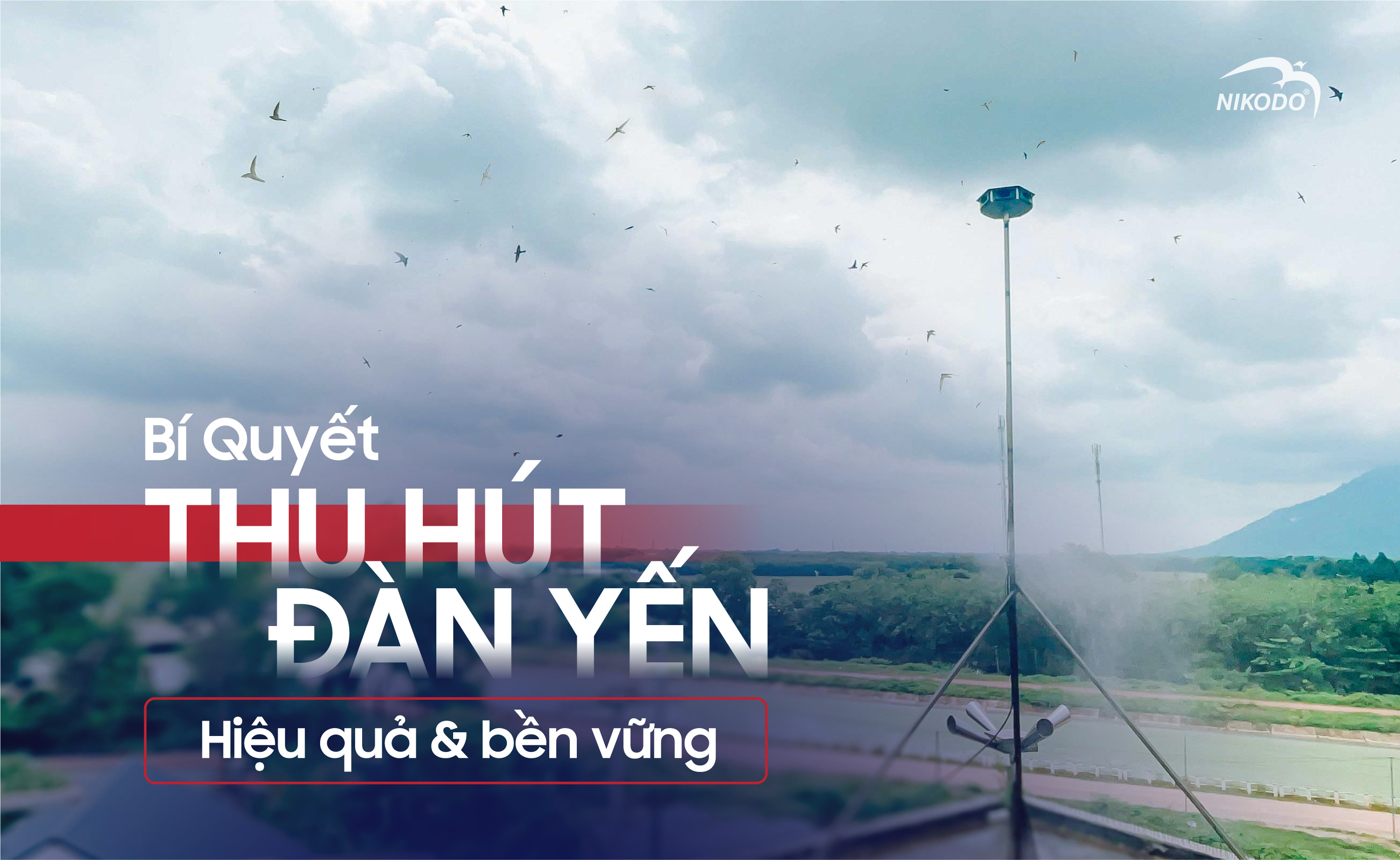 Bí Quyết Thu Hút Đàn Yến Hiệu Quả Và Bền Vững