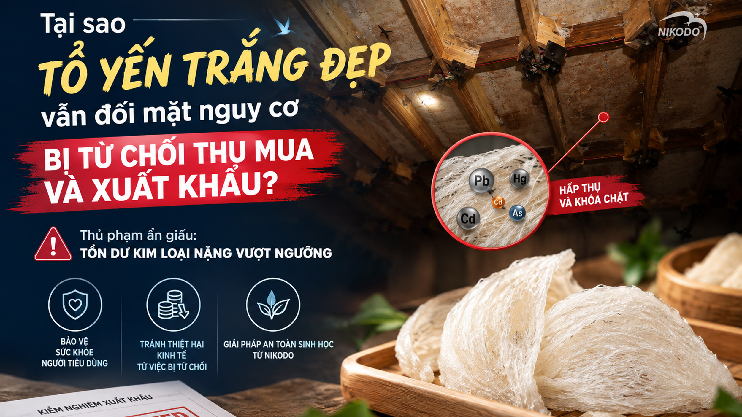 Tại Sao Tổ Yến Trắng Đẹp Vẫn Đối Mặt Nguy Cơ Bị Từ Chối Thu Mua Và Xuất Khẩu?
