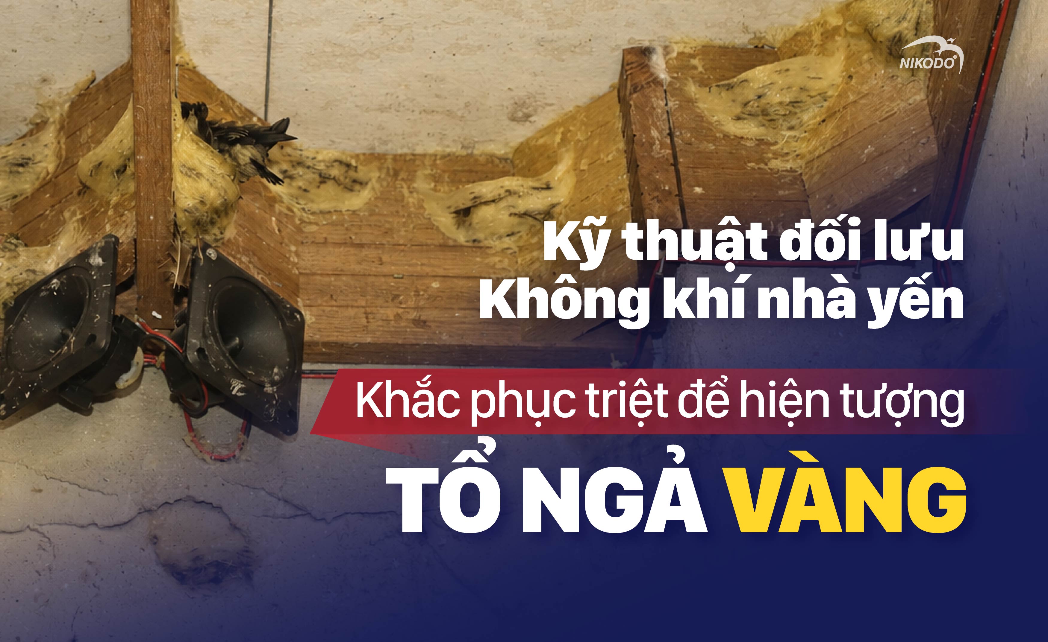 Kỹ thuật Đối lưu Không khí Nhà Yến: Khắc phục Tổ Yến Bị Vàng