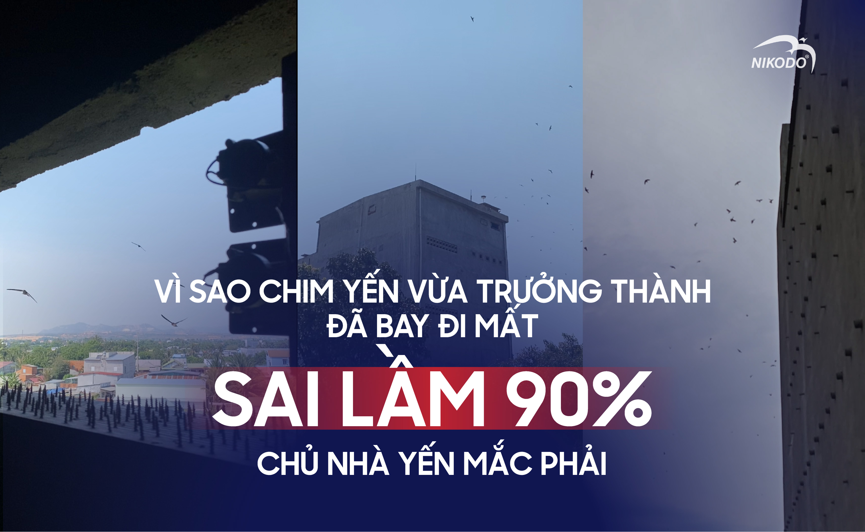 Vì sao chim yến trưởng thành bỏ đi? Sai lầm 90% chủ nhà mắc phải