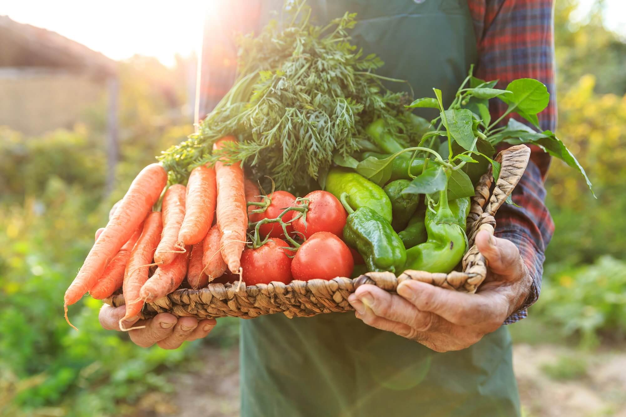 Thực Phẩm Sạch – Thực Phẩm An Toàn Cho Mọi Gia Đình