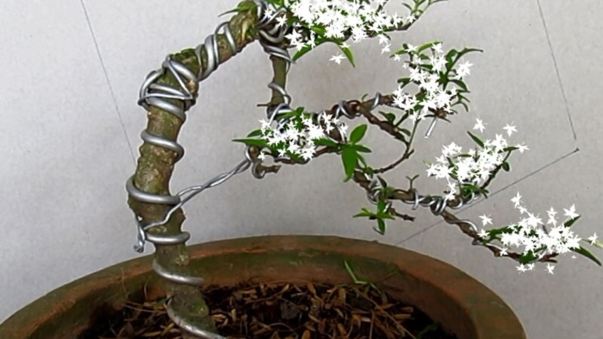 Người yêu không có nhưng cây phải có dáng! Dùng dây nhôm uốn liền!