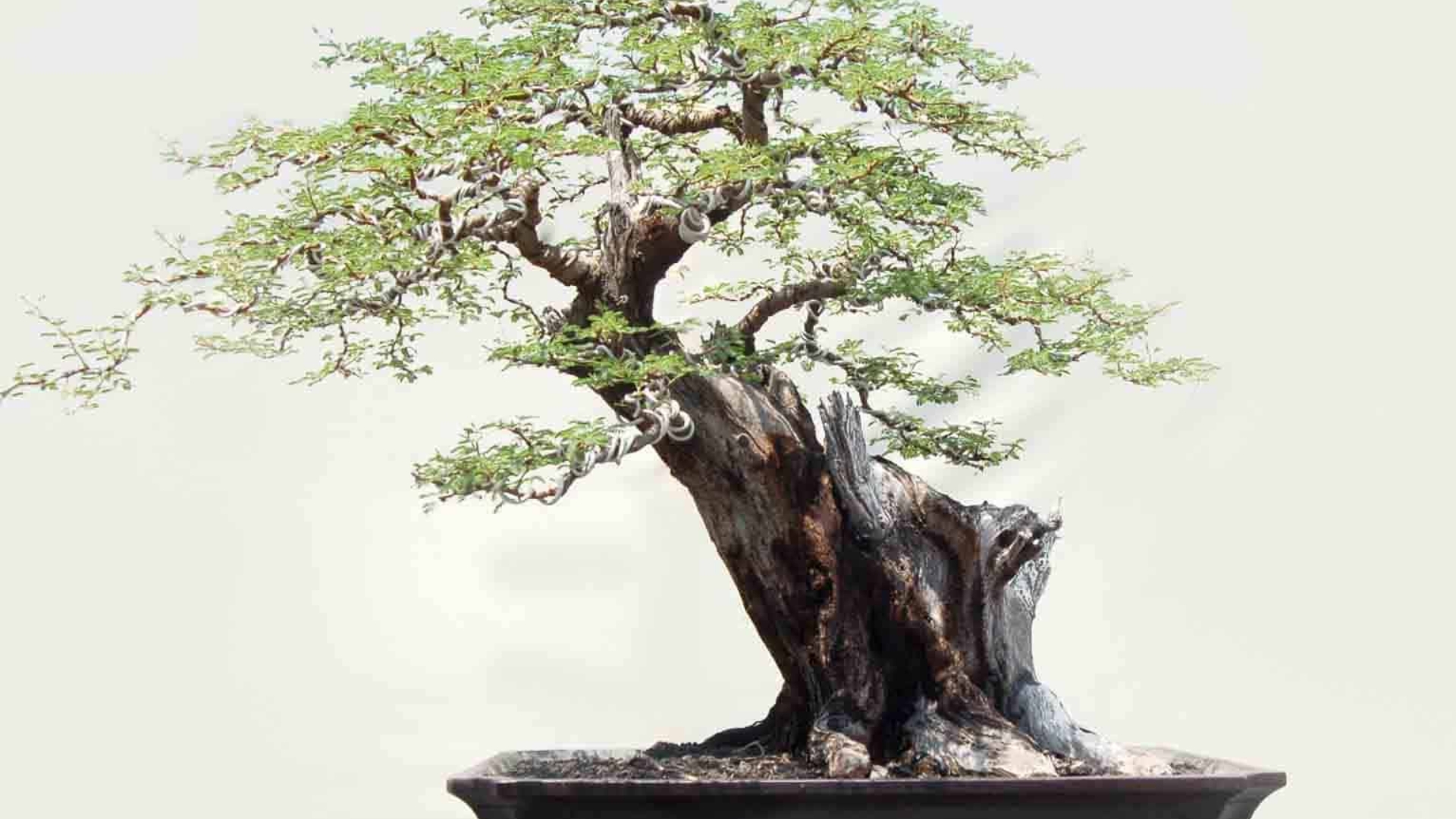 Bonsai không tự đẹp – Phải nhờ dây nhôm uốn đúng chỗ!
