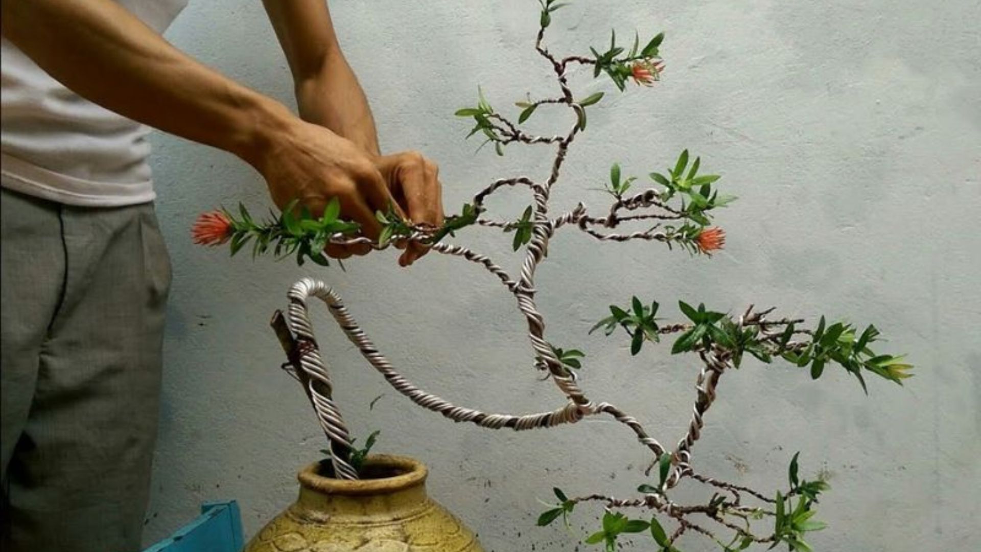niềm vui từ một chậu bonsai uốn dáng bằng dây nhôm