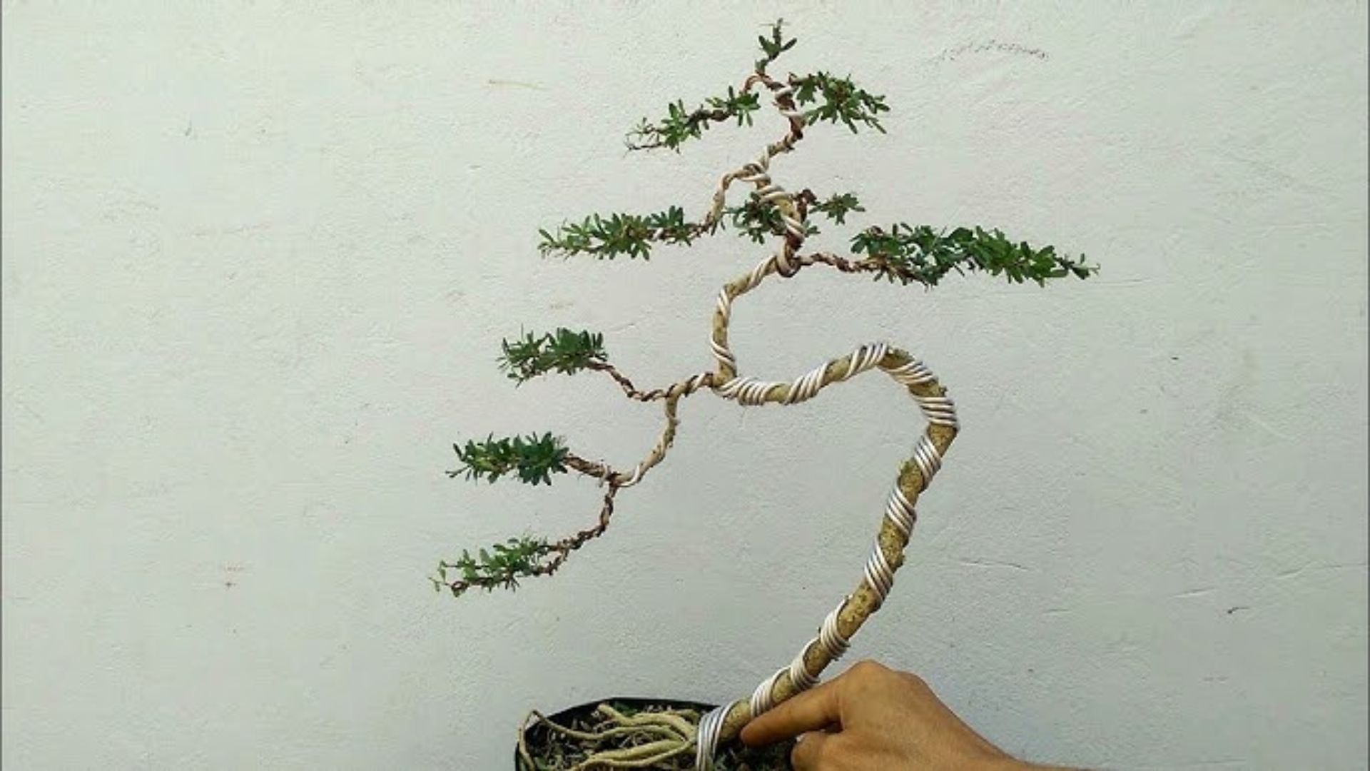 nhôm cho nhánh hoa → vừa chắc, vừa mềm mại