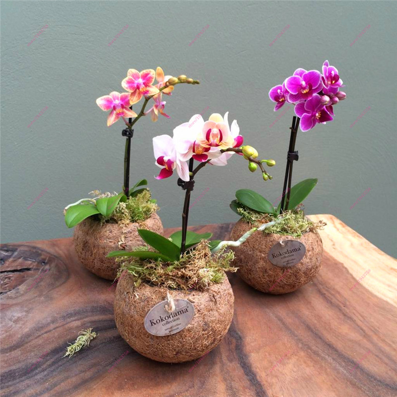Hoa Lan BONSAI