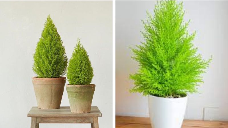 Lá cây tùng thơm là lá kim, màu xanh tươi tắn và mọc rất xum xuê