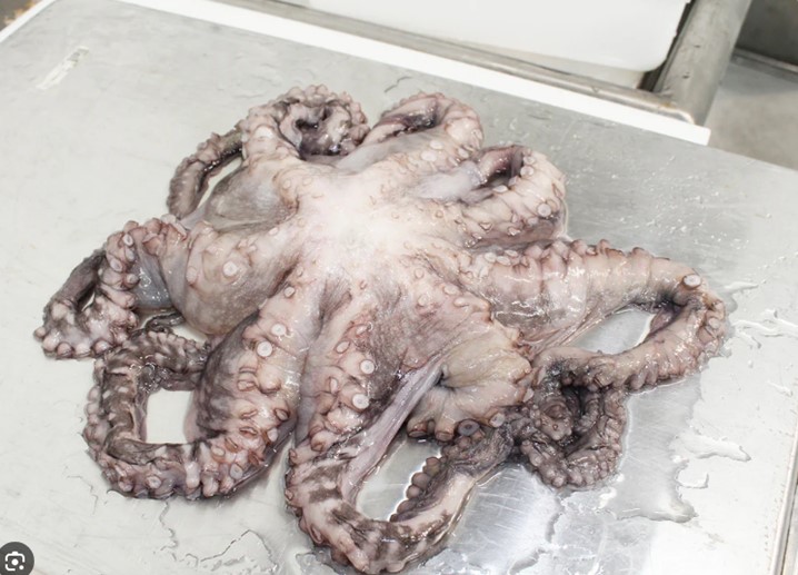 🐙 Bạch Tuộc Khổng Lồ Tươi – Đặc Sản Hải Sản Được Yêu Thích Tại Amazing Foods