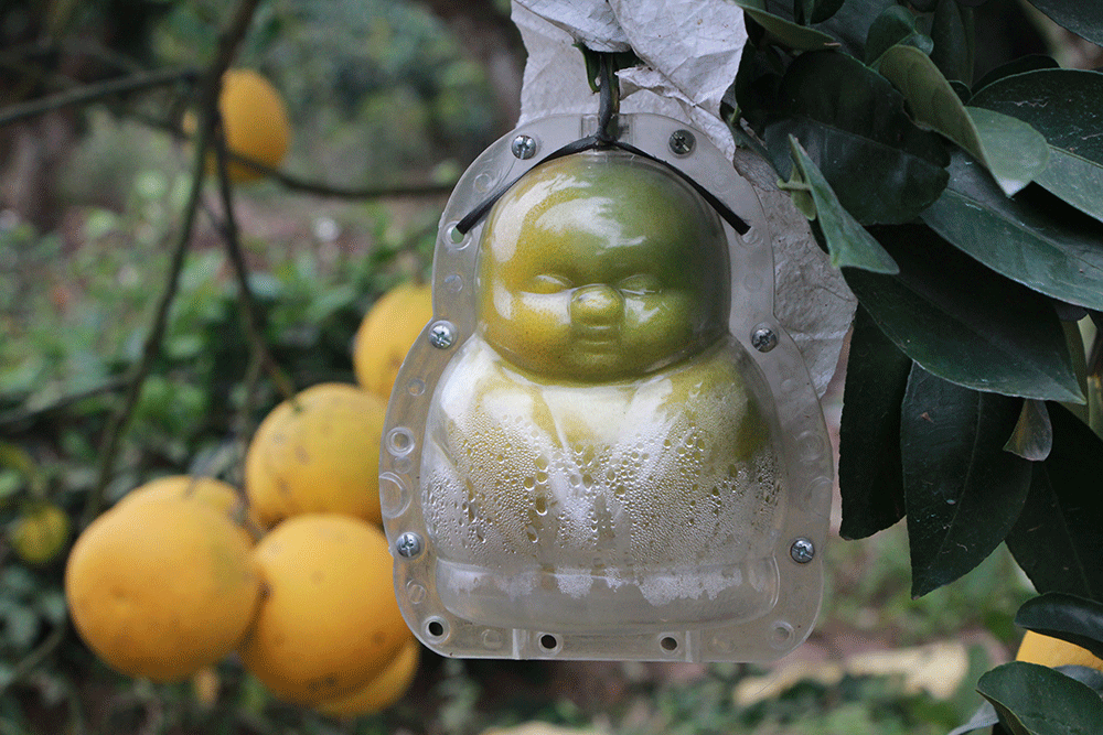 Bưởi diễn có hình dáng độc đáo giá hàng trăm nghìn đồng, khách đặt mua giá cao