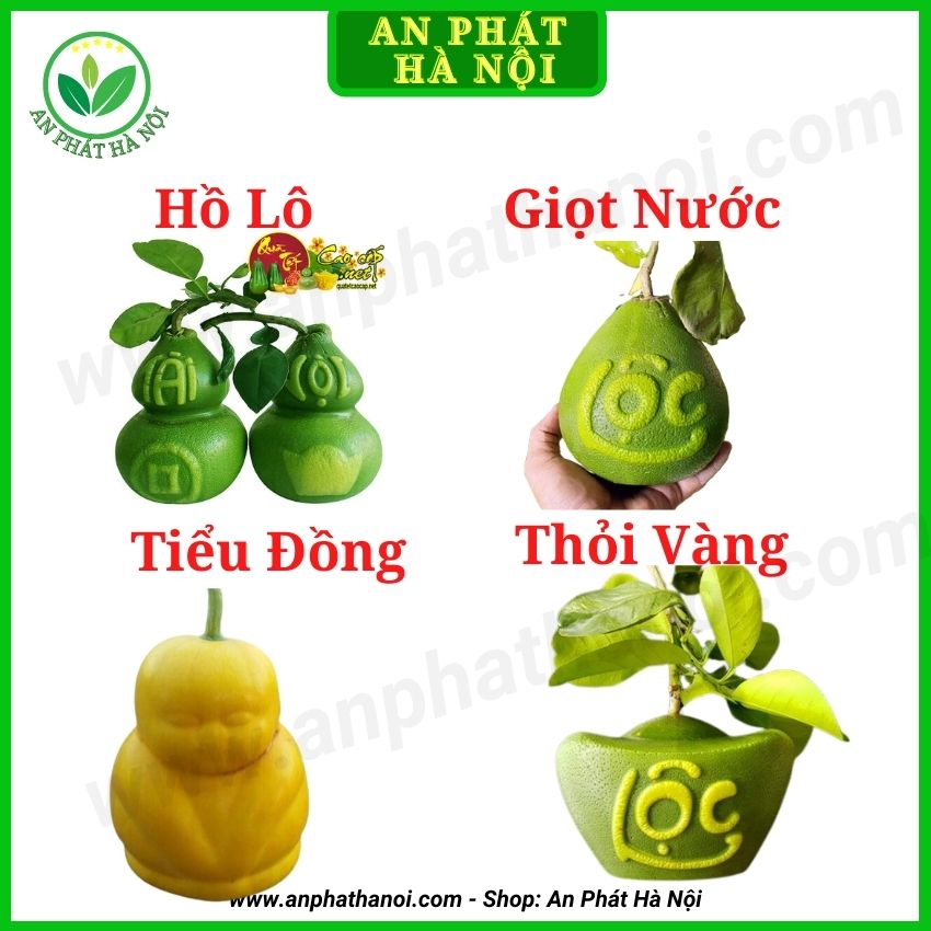 Khuôn tạo hình (Bưởi, Cam, Ổi, Quất)