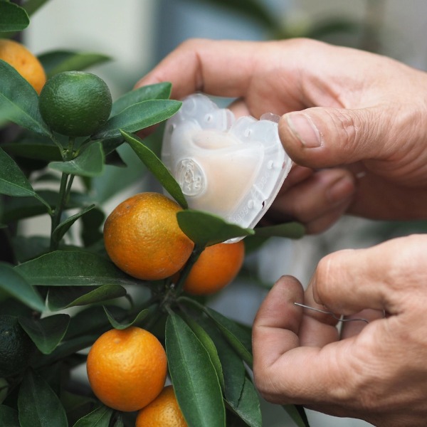 Khuôn Quất Hình Thỏi Vàng