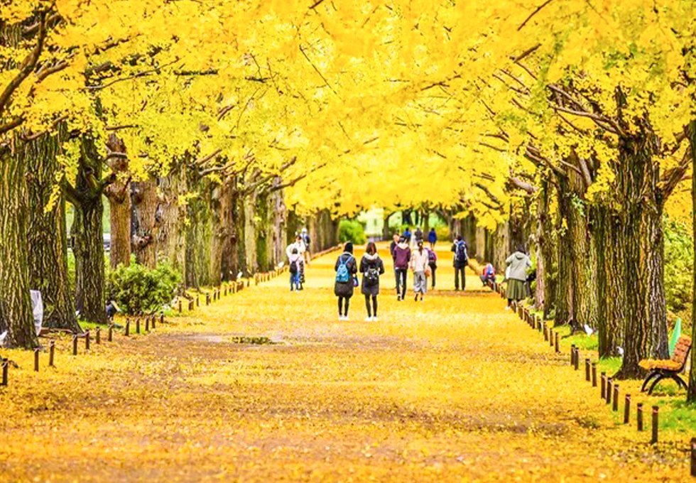 HÀ NỘI - OSAKA - KYOTO - FUJI - TOKYO - HÀ NỘI