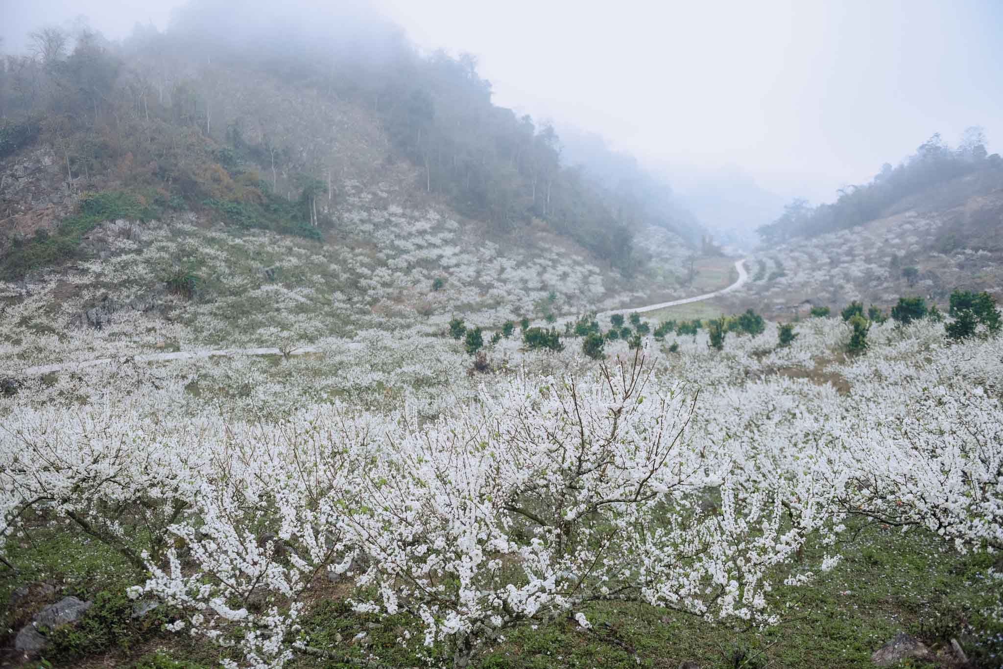 HÀ NỘI - MỘC CHÂU - HÀ NỘI