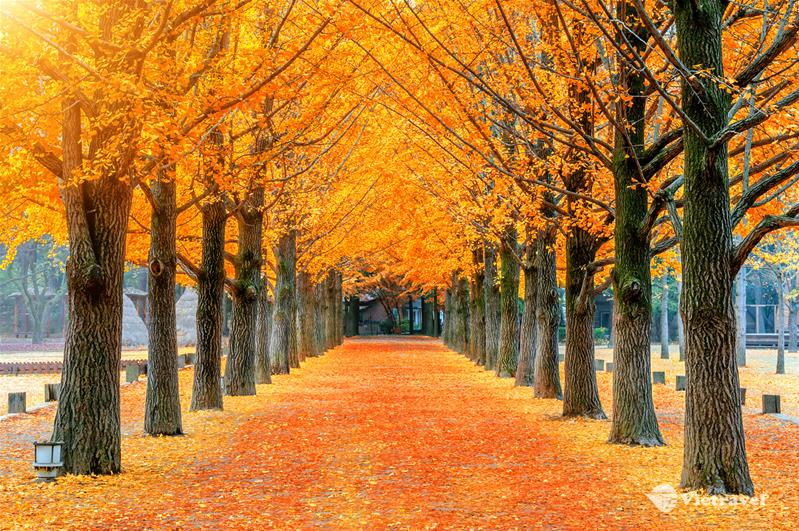 Hà Nội - Seoul - Nami - Namsan Tower - Đại Học Kyonghee - Everland - Du Thuyền Sông Hàn - Hà Nội