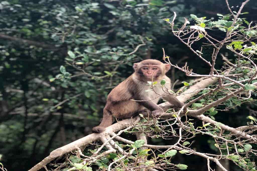 ĐẢO KHỈ - NHA TRANG