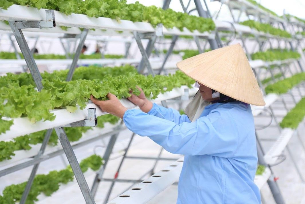 Eco Gfarm - Lợi ích của việc áp dụng VietGap trong trồng trọt