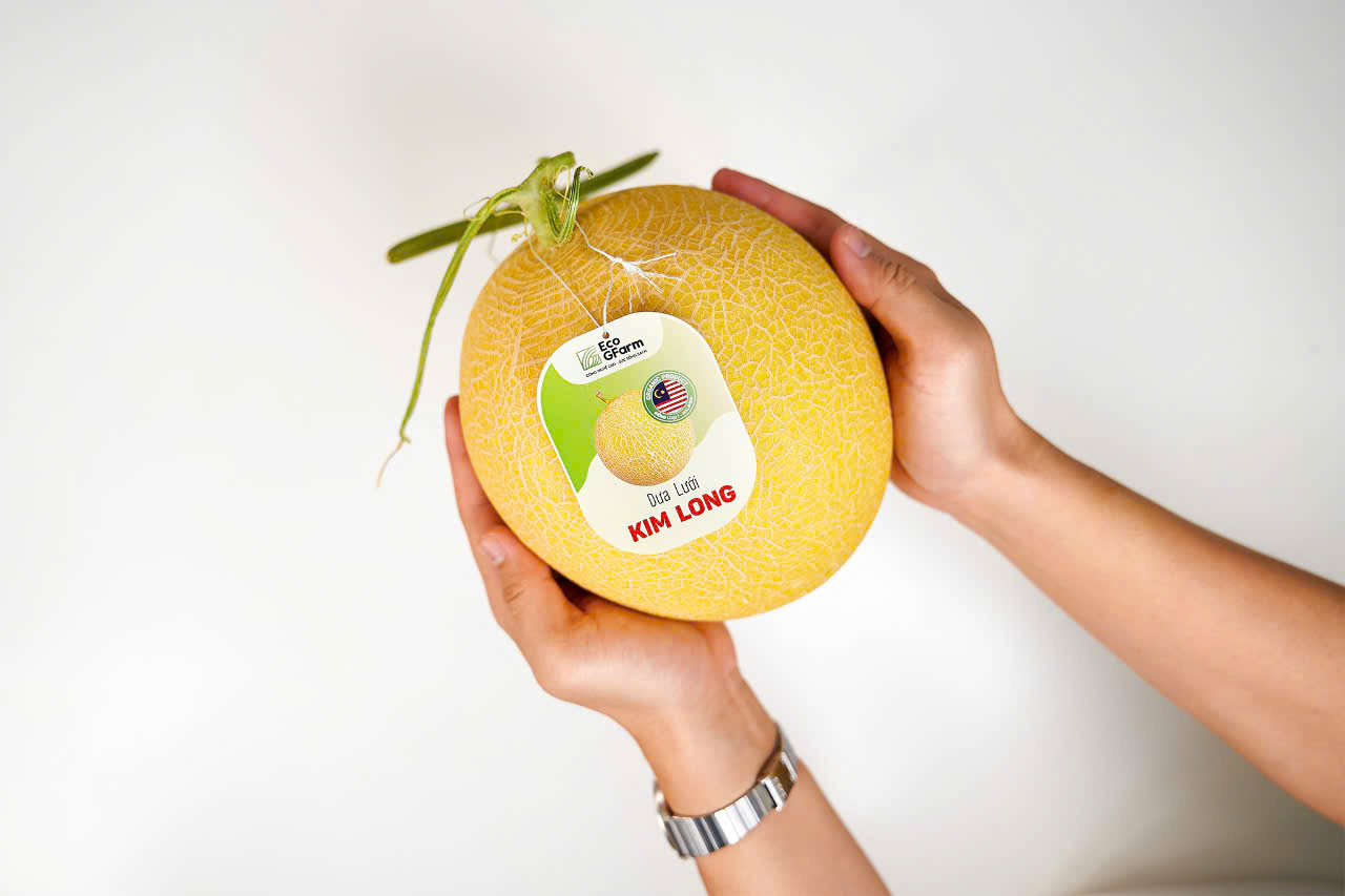 Dưa Lưới Premium Golden Melons - Hữu cơ giống loại 1