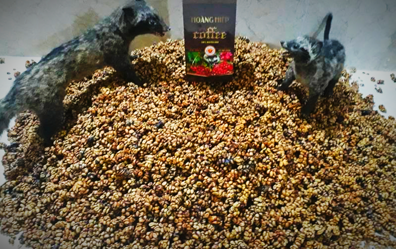 premium-weasel-coffee