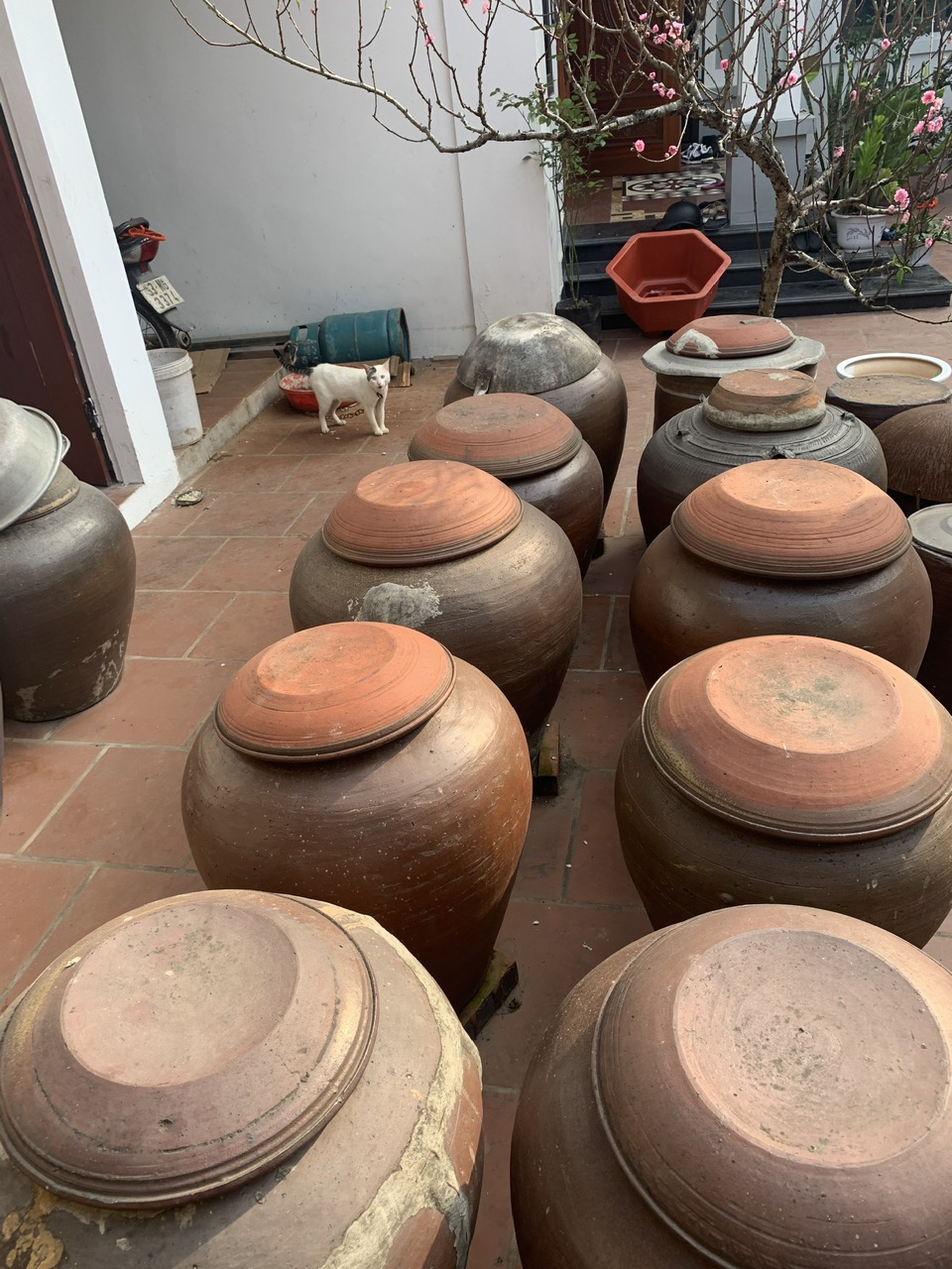 Duong Lam Ancient Village full day tour from Hanoi