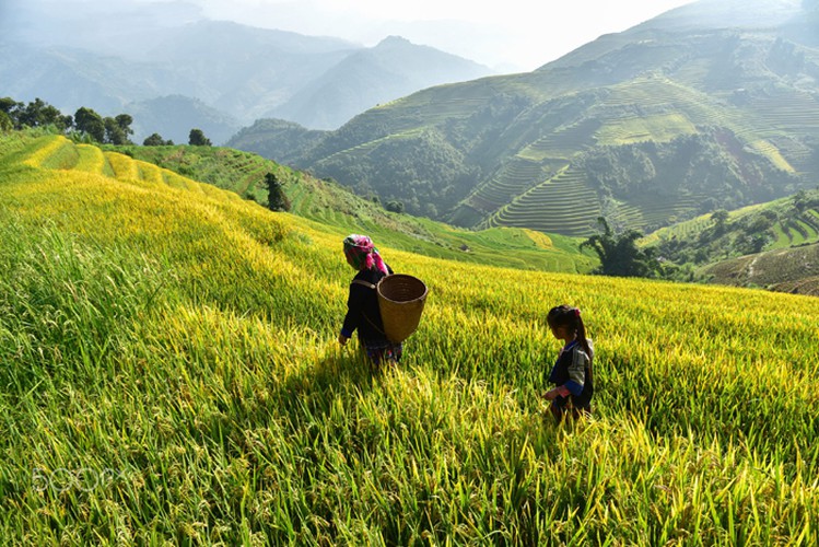 Mu Cang Chai & Sapa Photography 6 Days