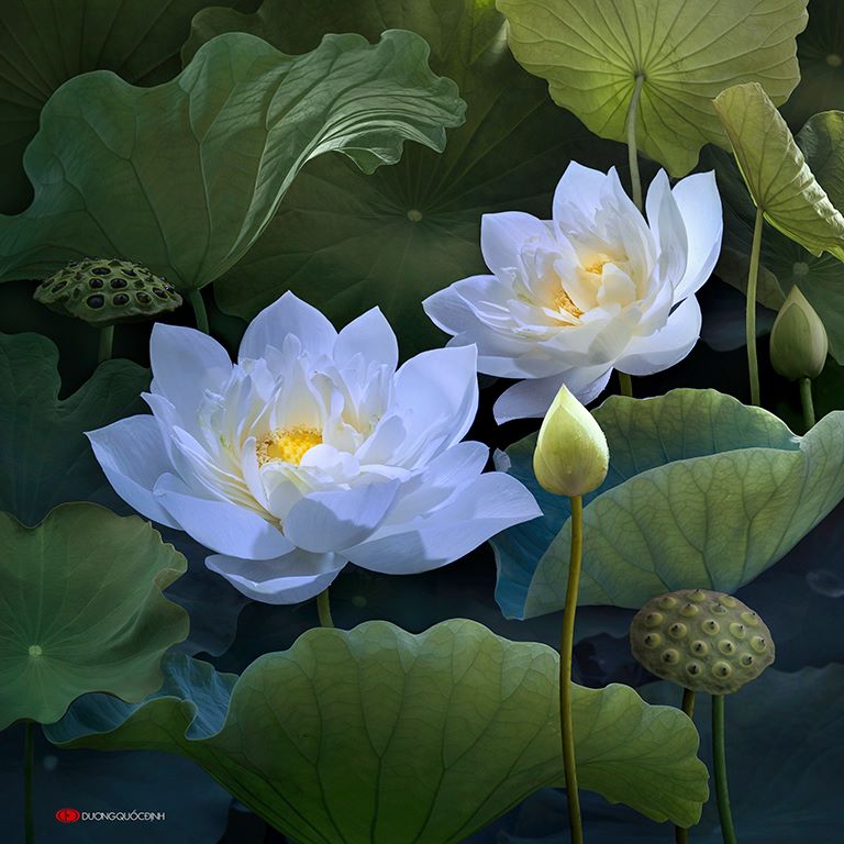 Hoa sen trắng