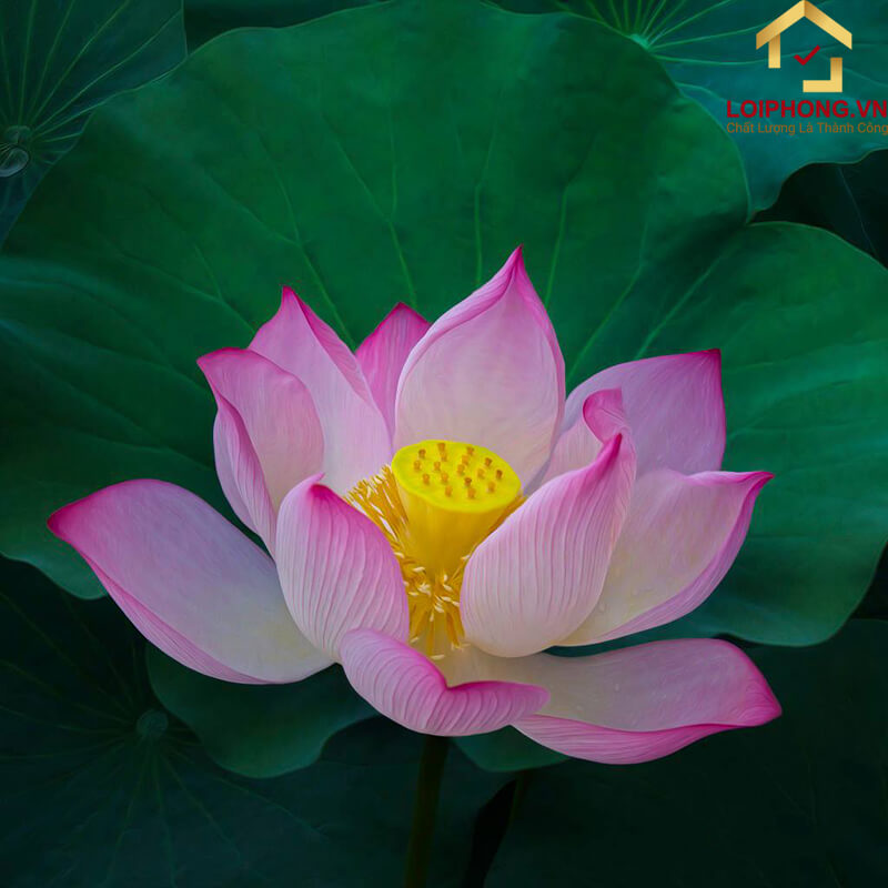 Hoa Sen