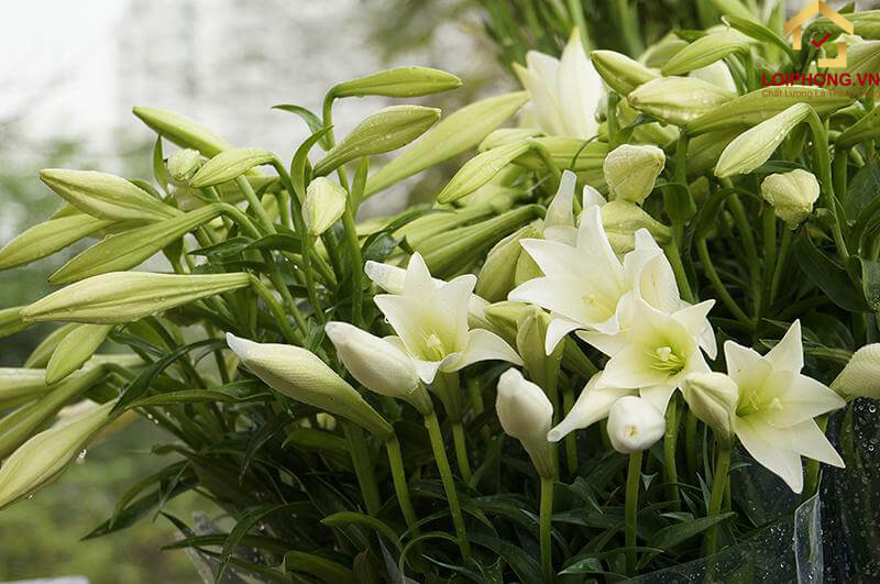 Hoa loa kèn trắng