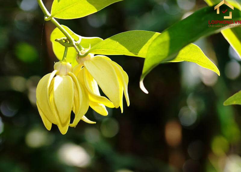 Hoa lan móng rồng