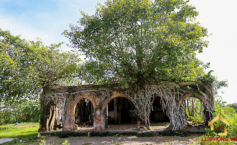 Trồng cây bồ đề trước nhà