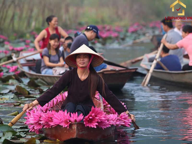Hoa súng “nhuộm hồng” suối Yến
