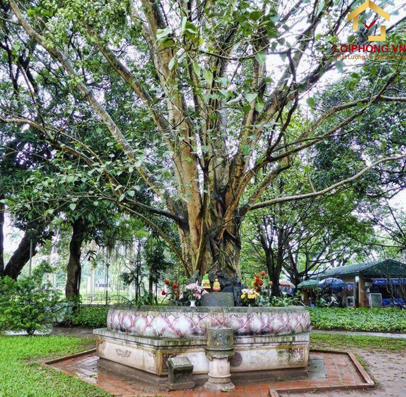 Cây bồ đề