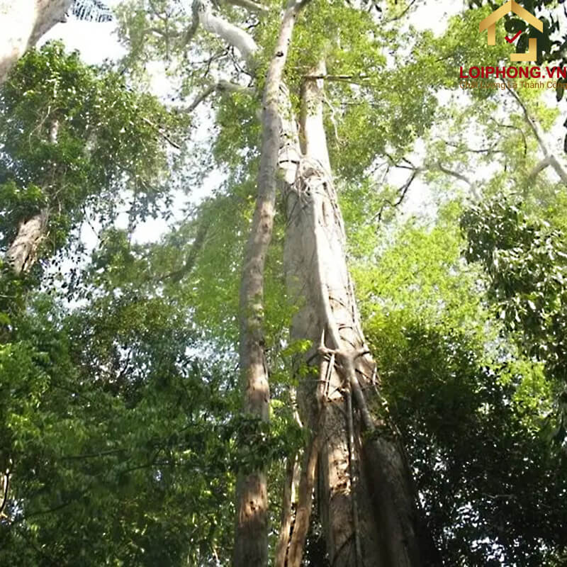 Gỗ Trắc là loại gỗ được lấy từ cây Trắc thuộc loài cây thân gỗ lớn