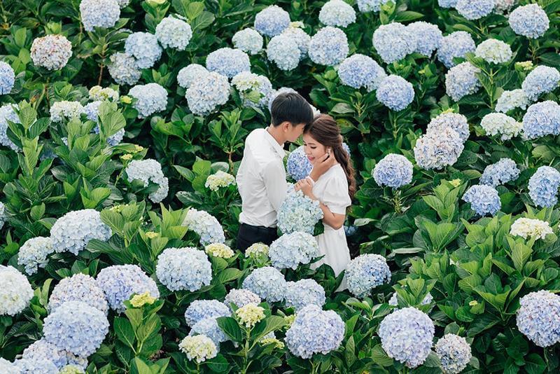 Hoa cẩm tú cầu gắn liền với truyền thuyết của Lia và Erike