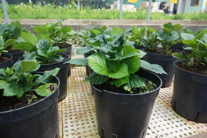 Nên trồng cây cẩm tú cầu vào mùa thu hoặc mùa xuâ